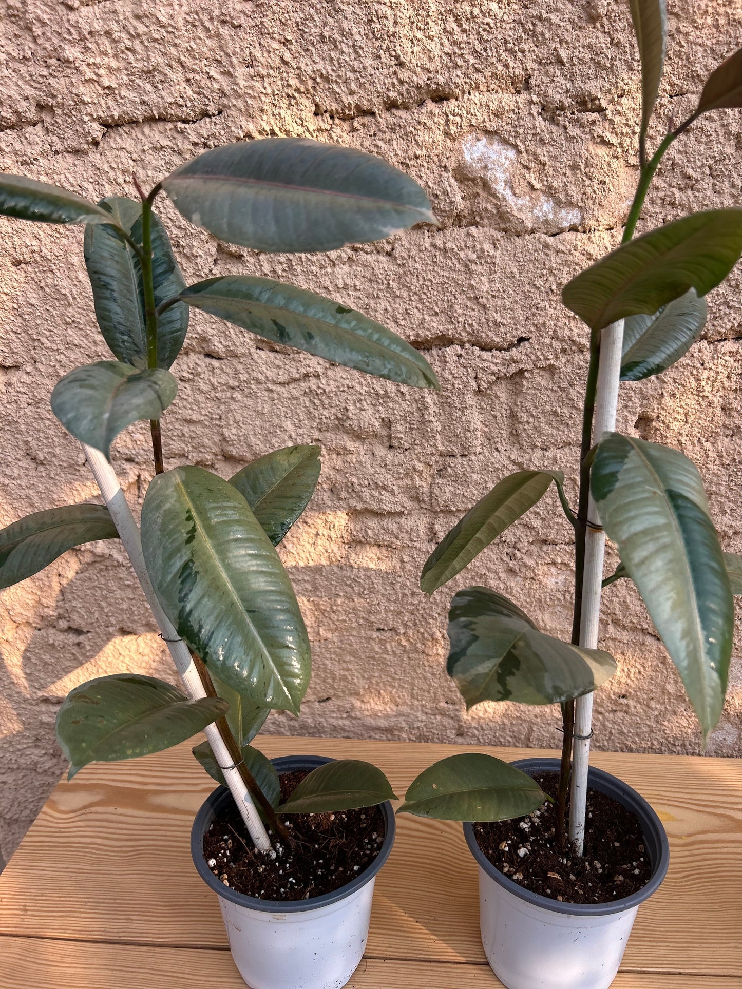 Ficus variegated rubber tree