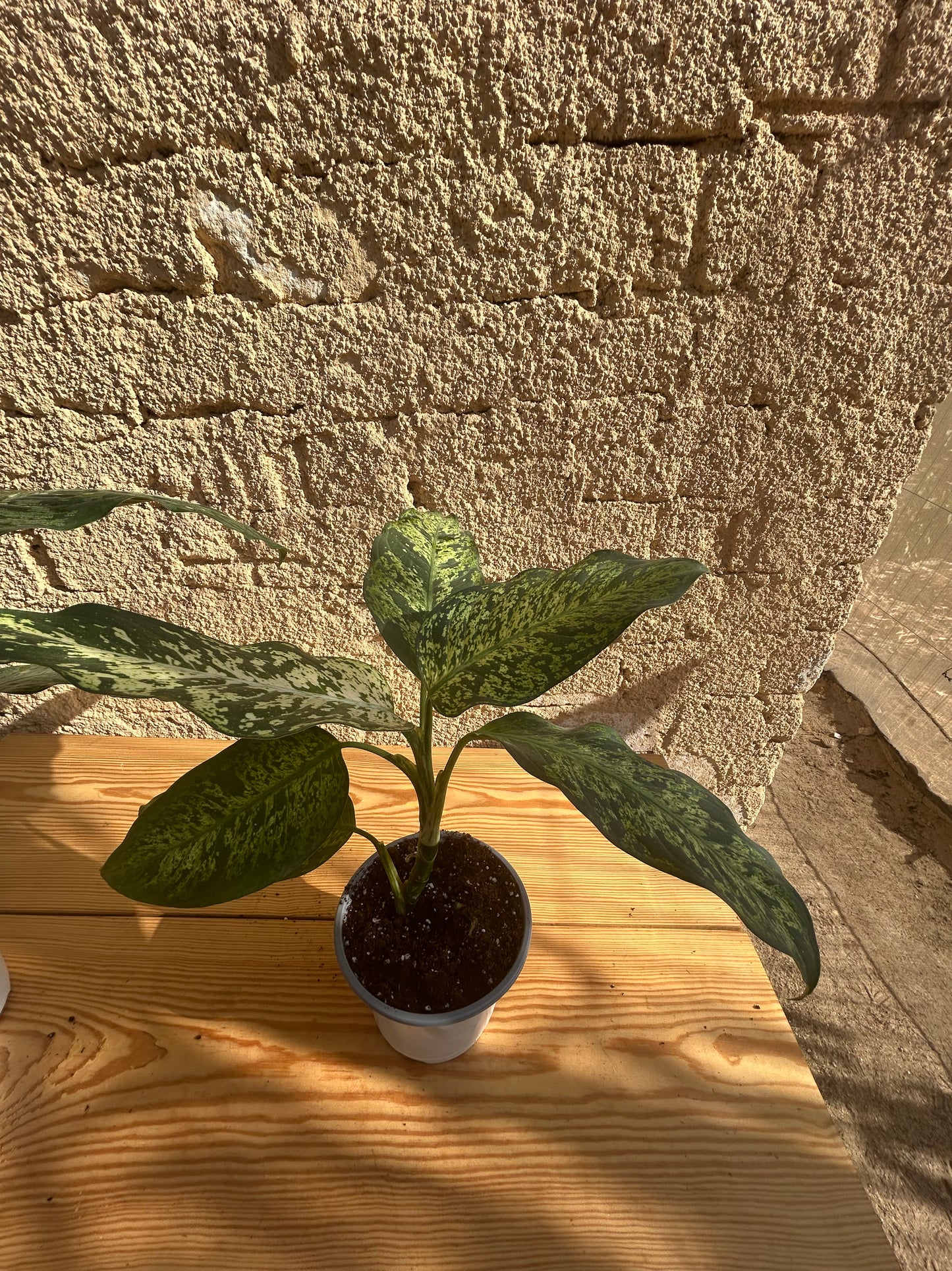 Dieffenbachia seguine