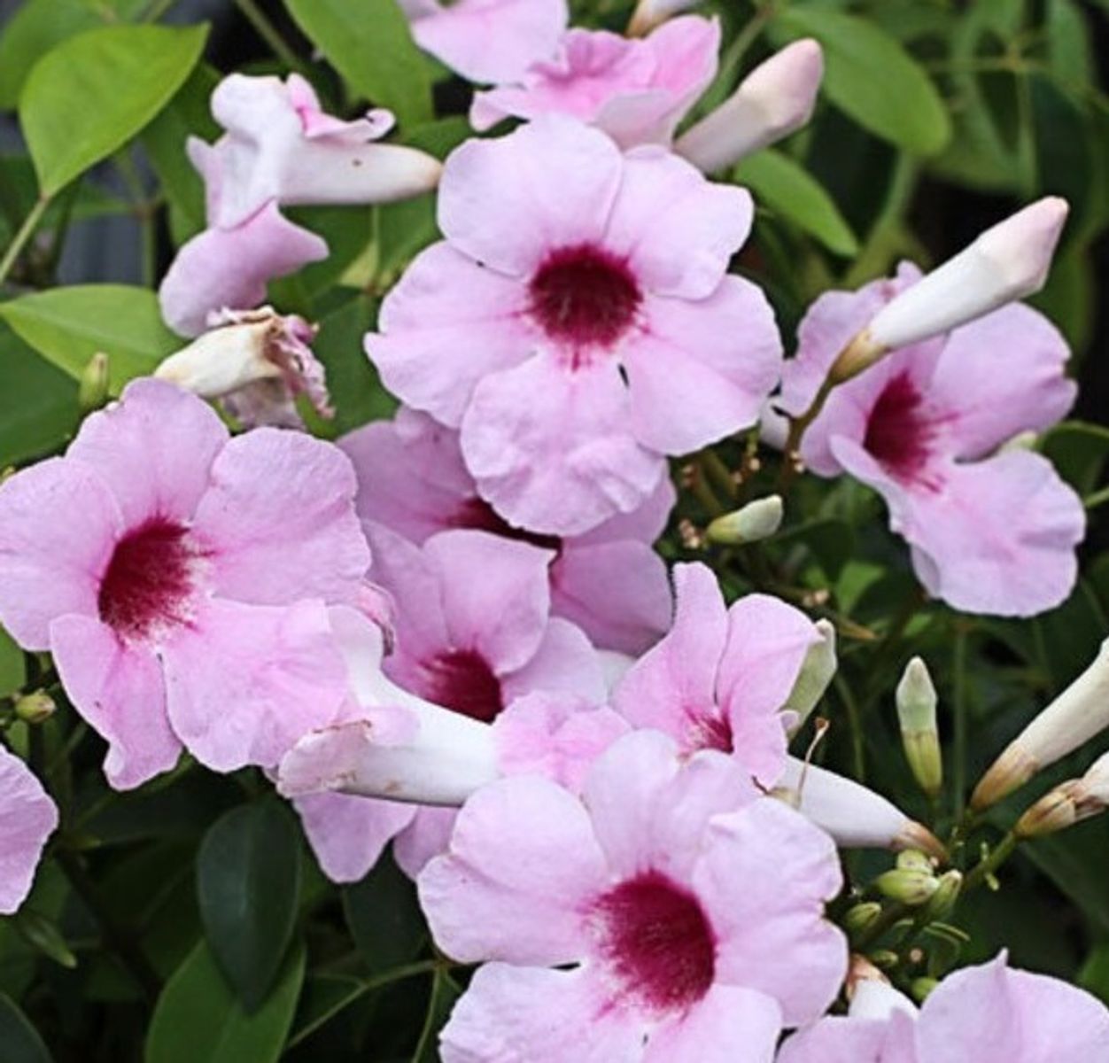 Pandorea Jasminoides