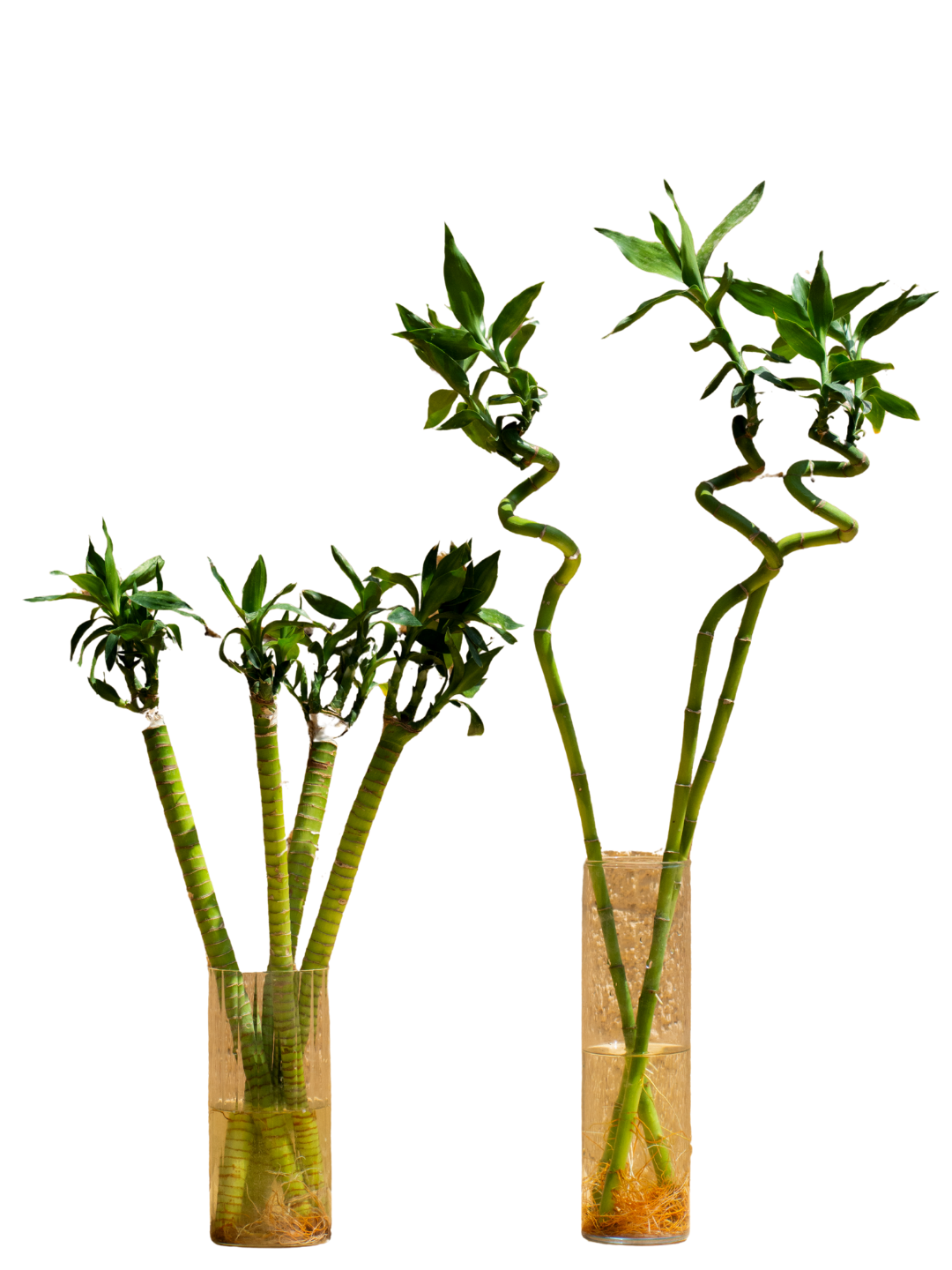 Lucky Bamboo "Dracaena sanderiana"