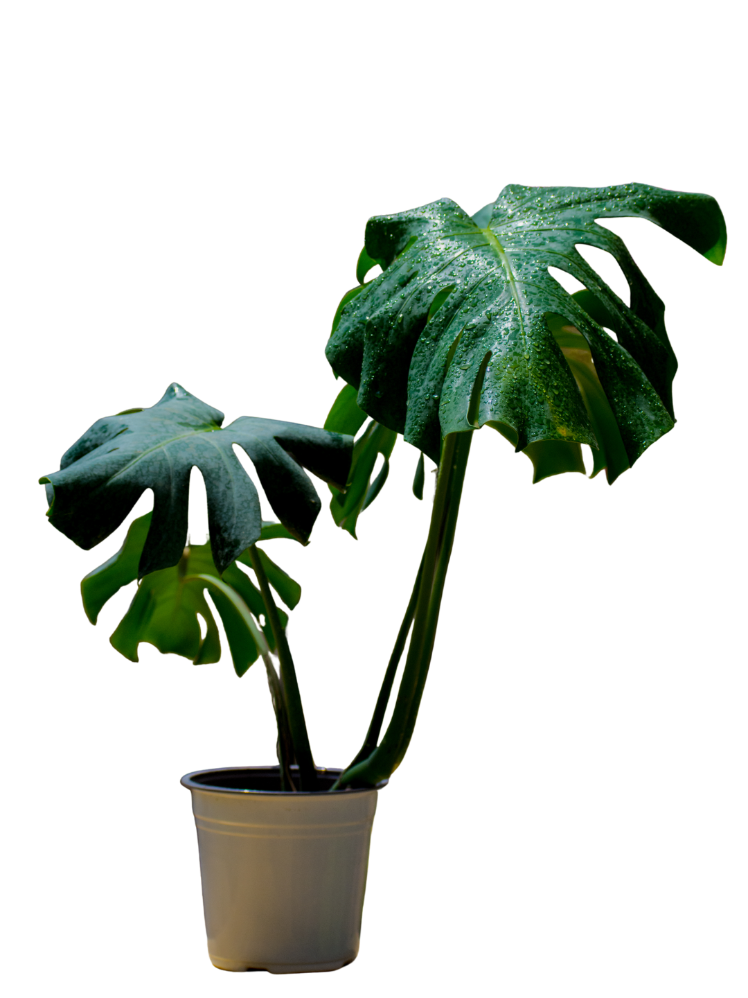 Monstera Deliciosa