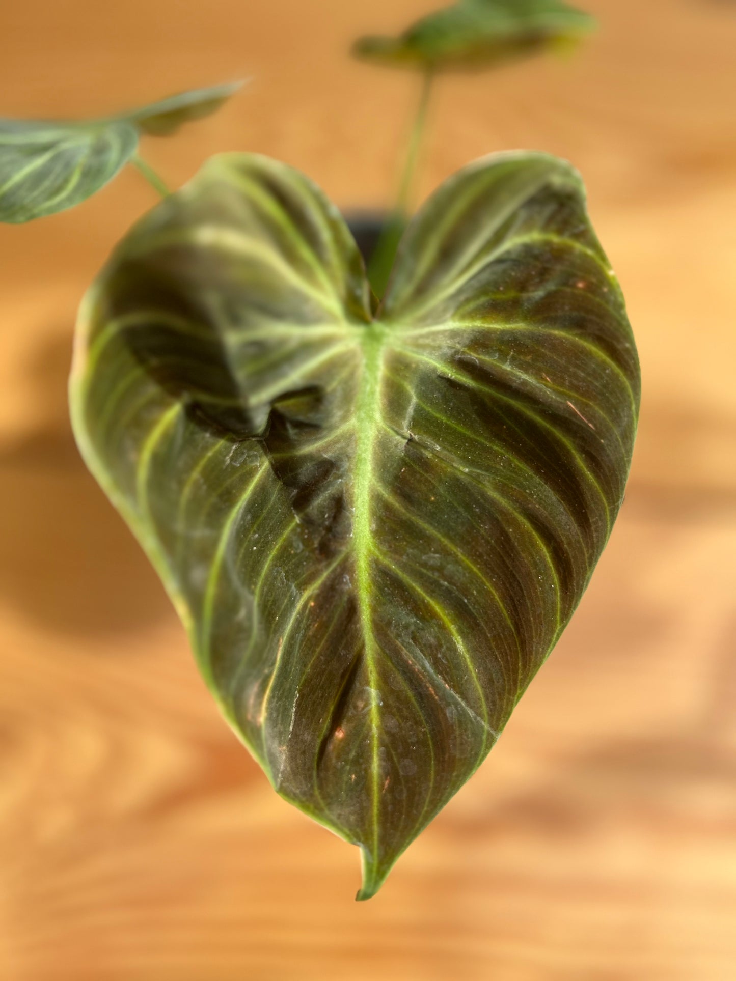 Philodendron El Choco red