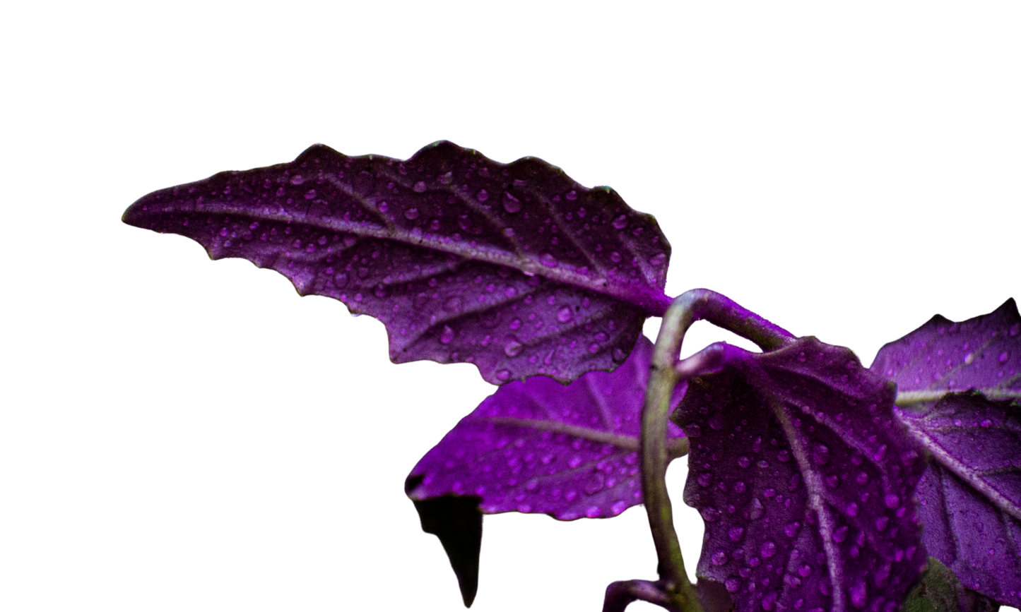 Gynura or Purple Passion or Velvet Plant