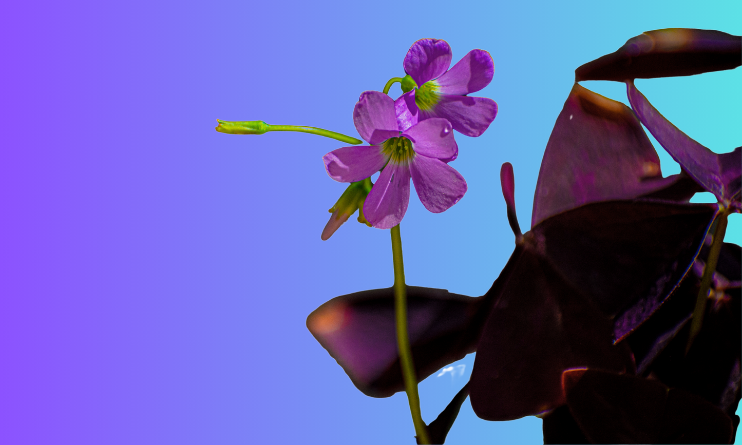 Oxalis Triangularis