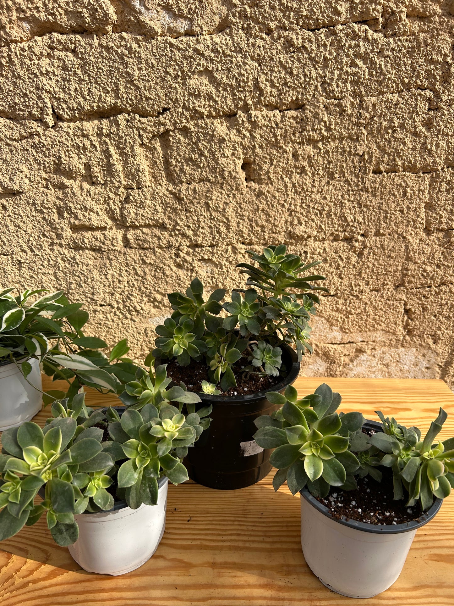 Aeonium Kiwi