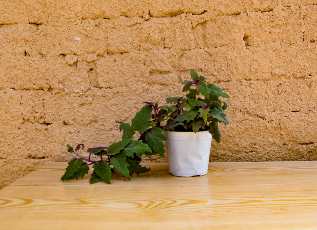 Gynura or Purple Passion or Velvet Plant