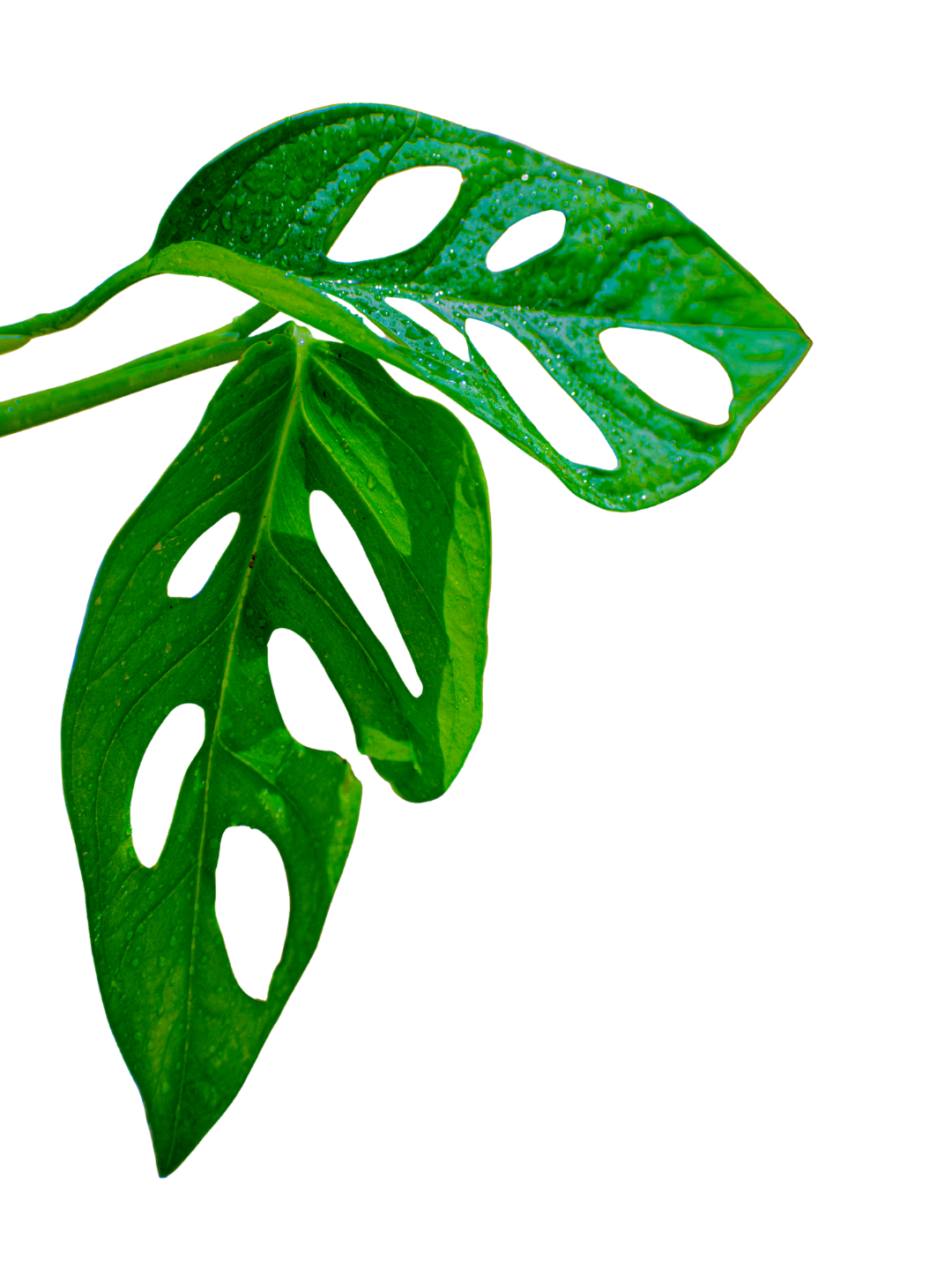Monstera Adansonaii (Swiss cheese plant)