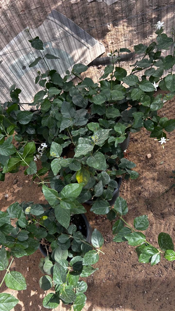 Moroccan Jasmine