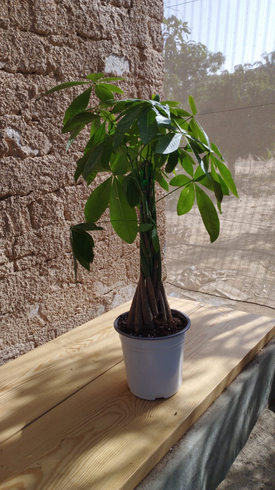 بونساي باتشيرا،