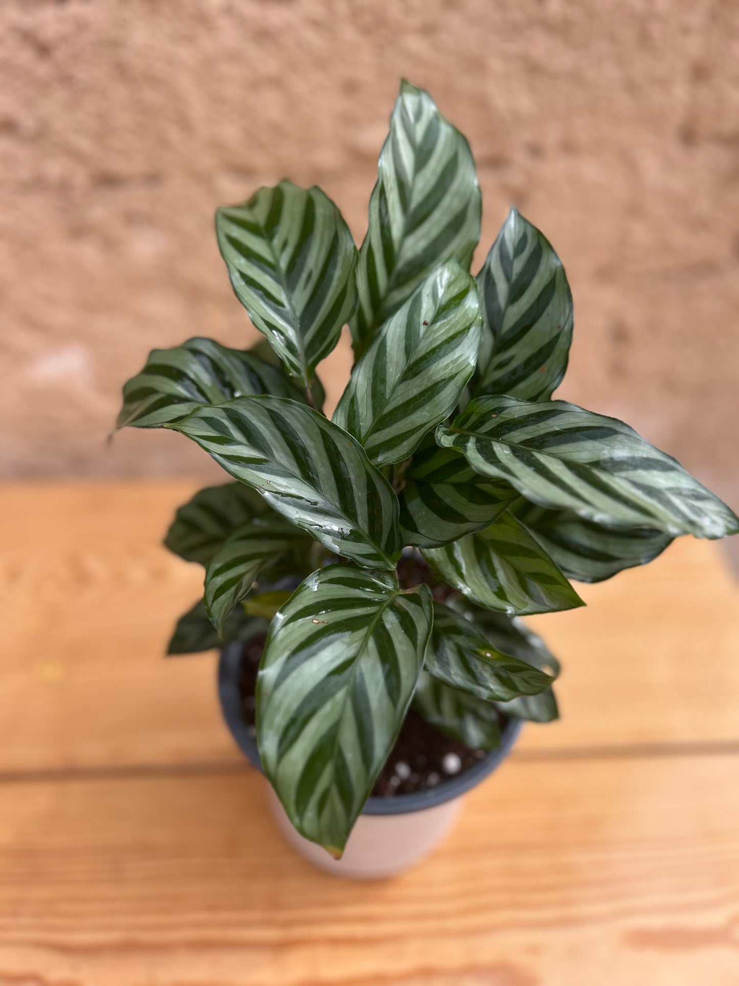 calathea freddie