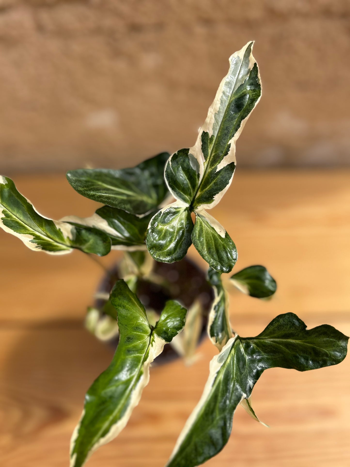 syngonium starlite