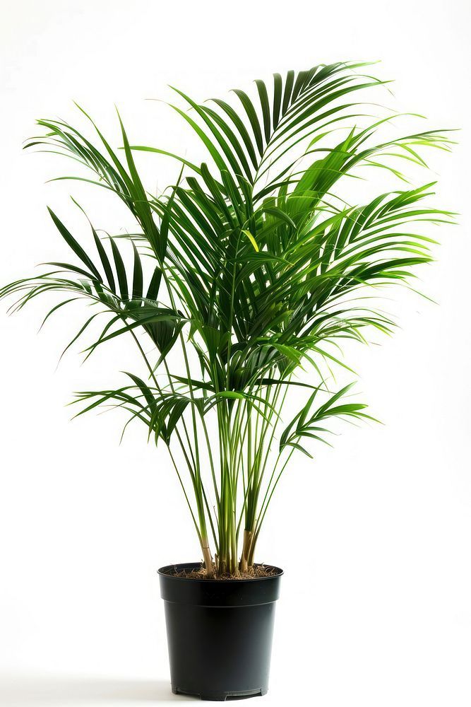 Chamaedorea Palm