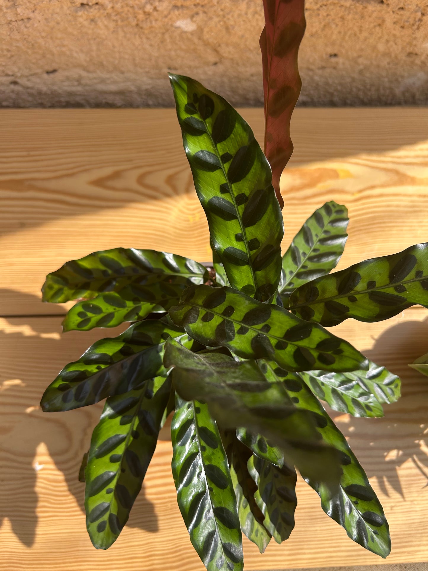 rattlesnake plant (Calathea lancifolia )