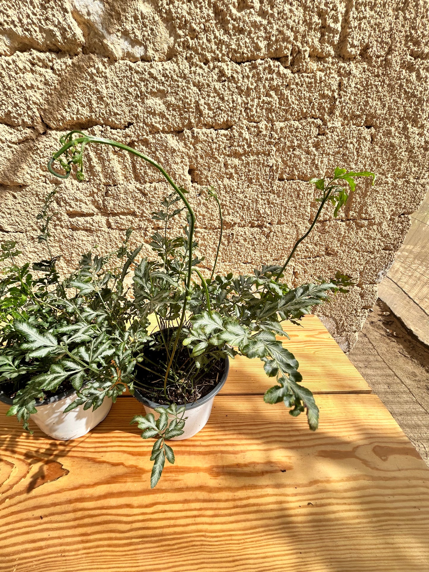 Evergreeniensis Fern