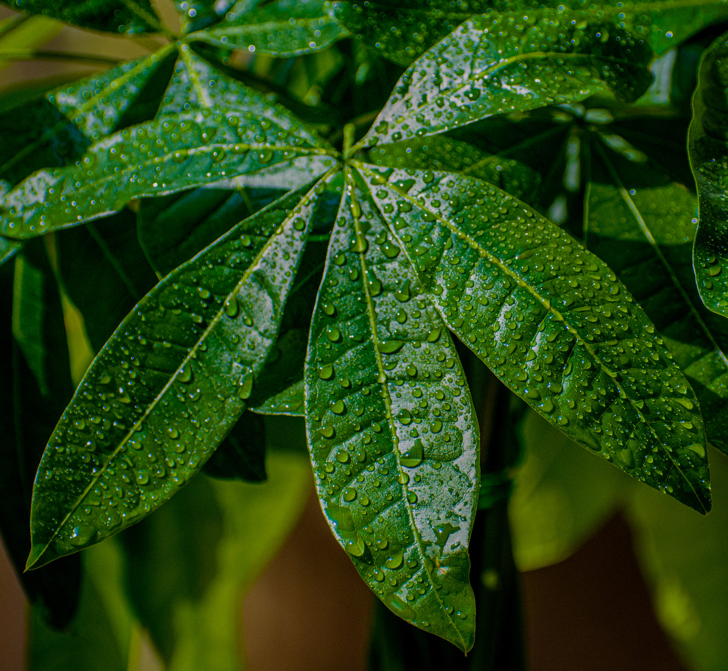 Bonsai Pachira (Pachira aquatica) – Money Tree