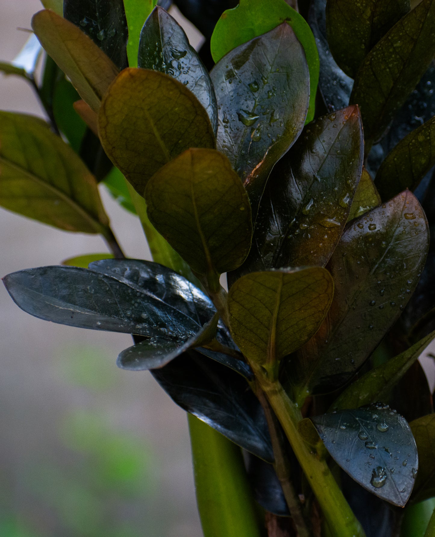 ZZ Black Zamia or Black raven