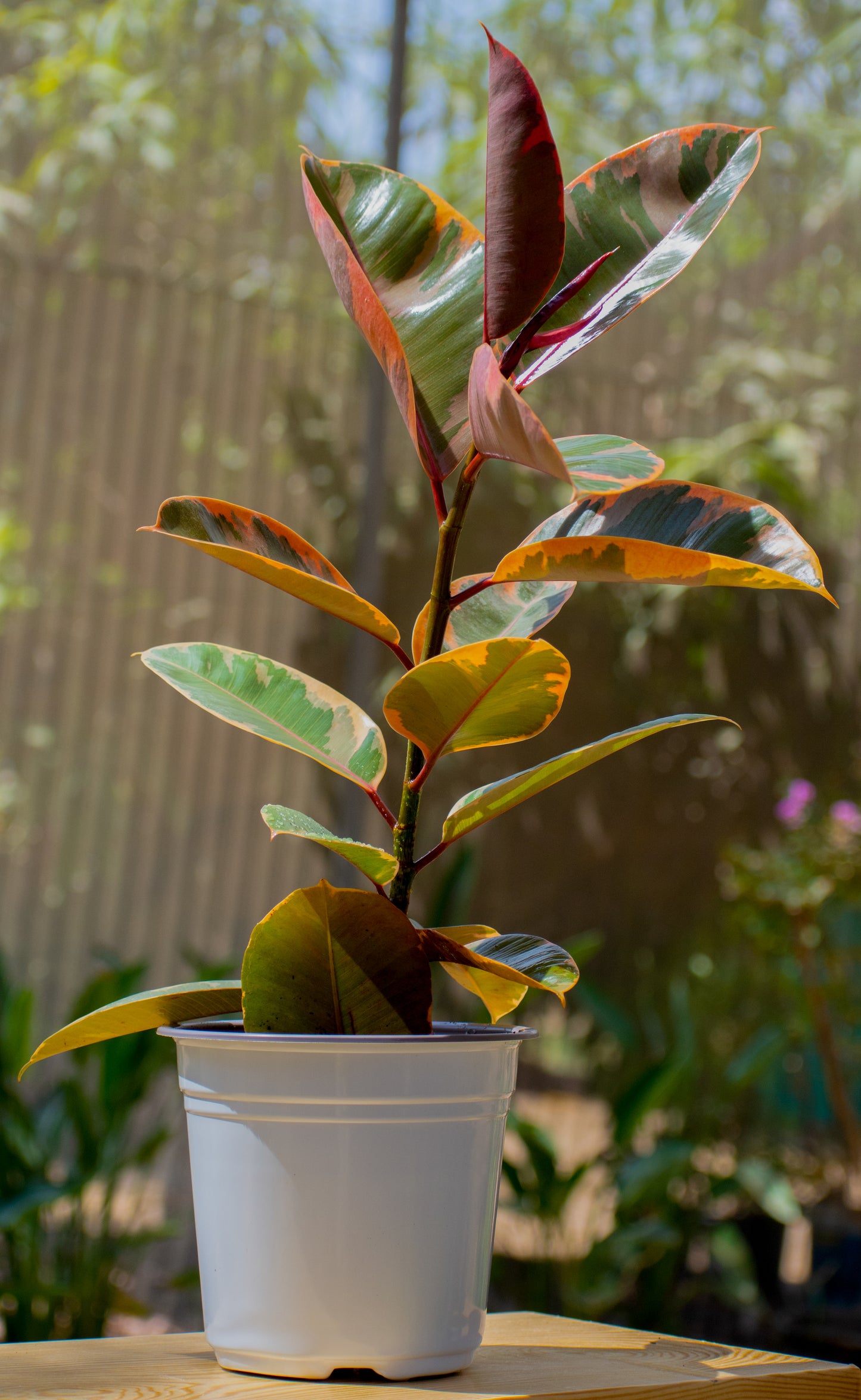 Ruby Rubber Plant