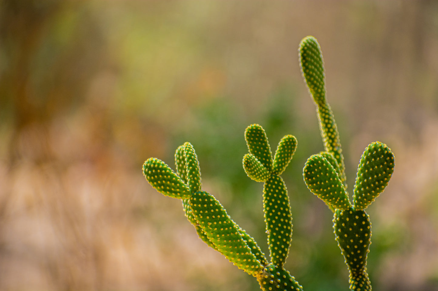 Bunny Ears Cactus