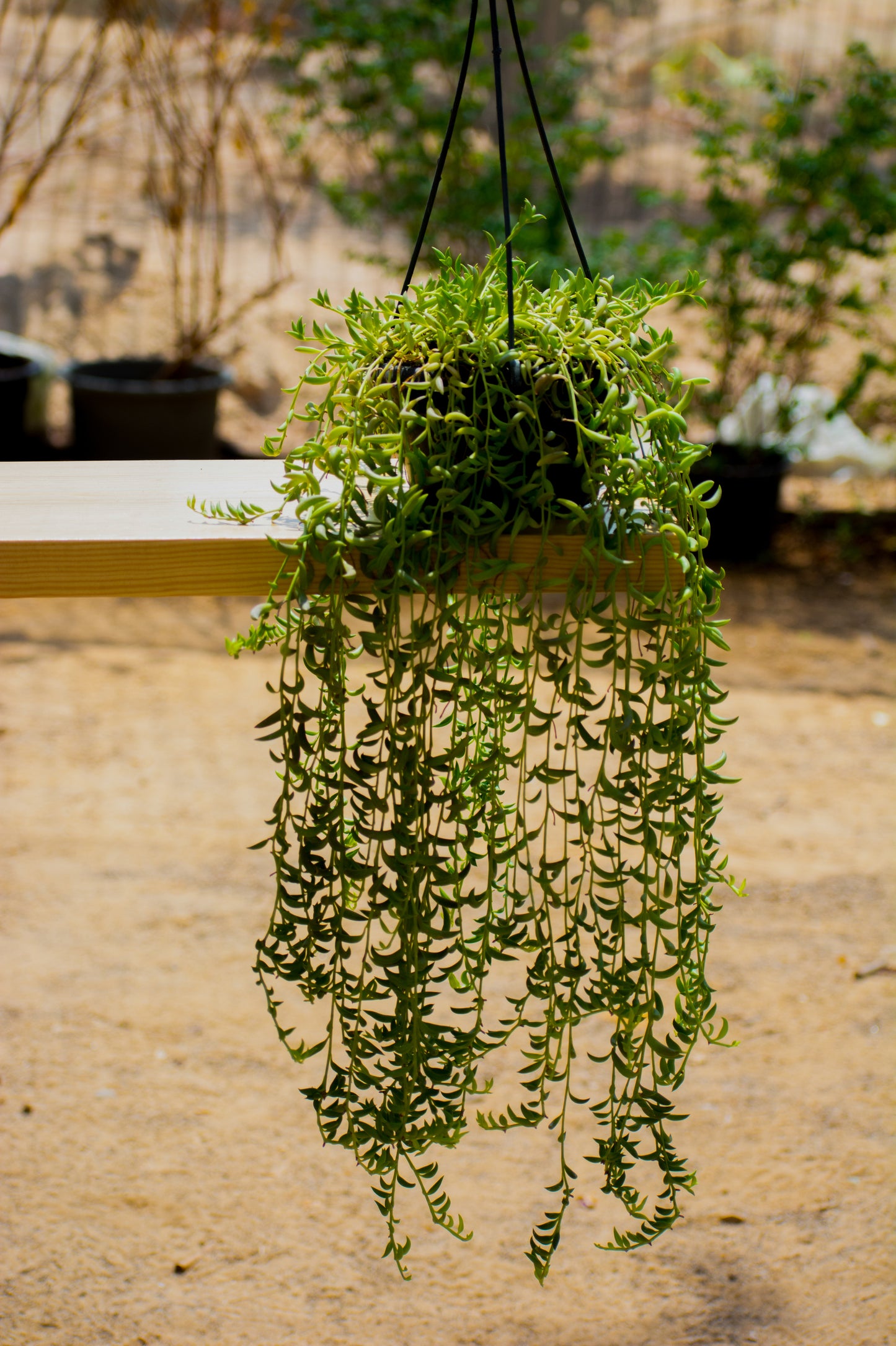 Senecio Radicans (String of banana )