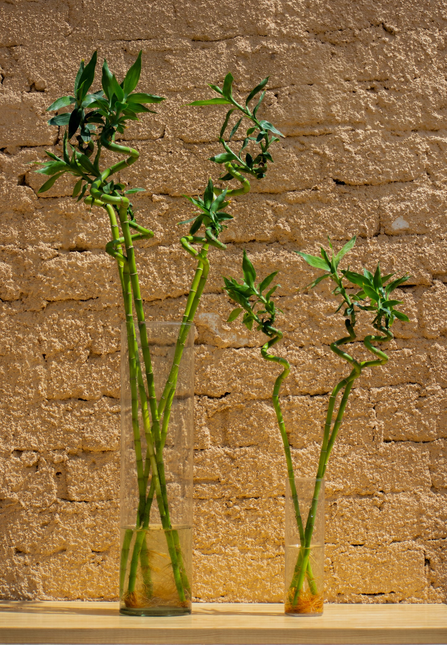Lucky Bamboo "Dracaena sanderiana"