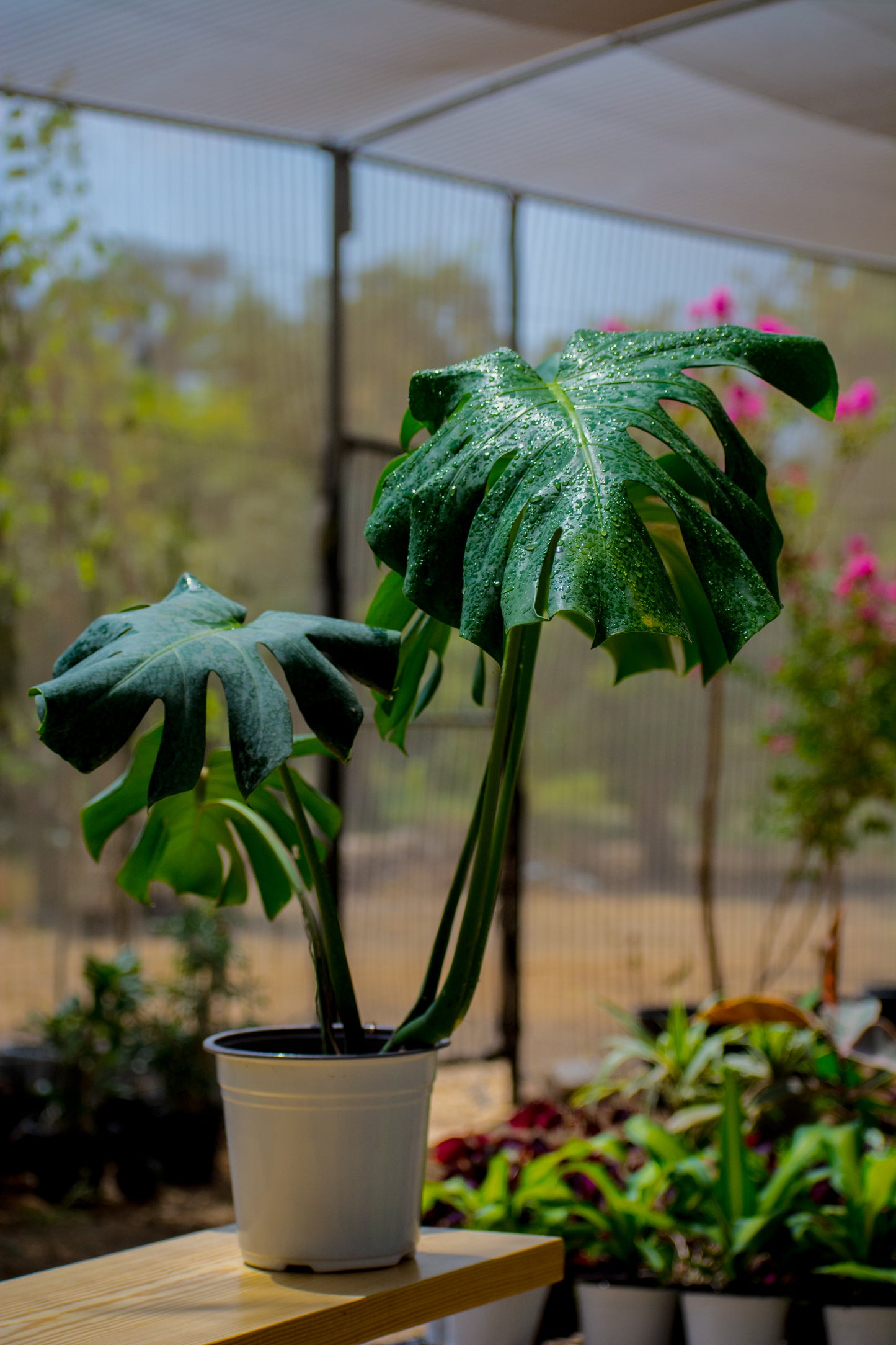 Monstera Deliciosa