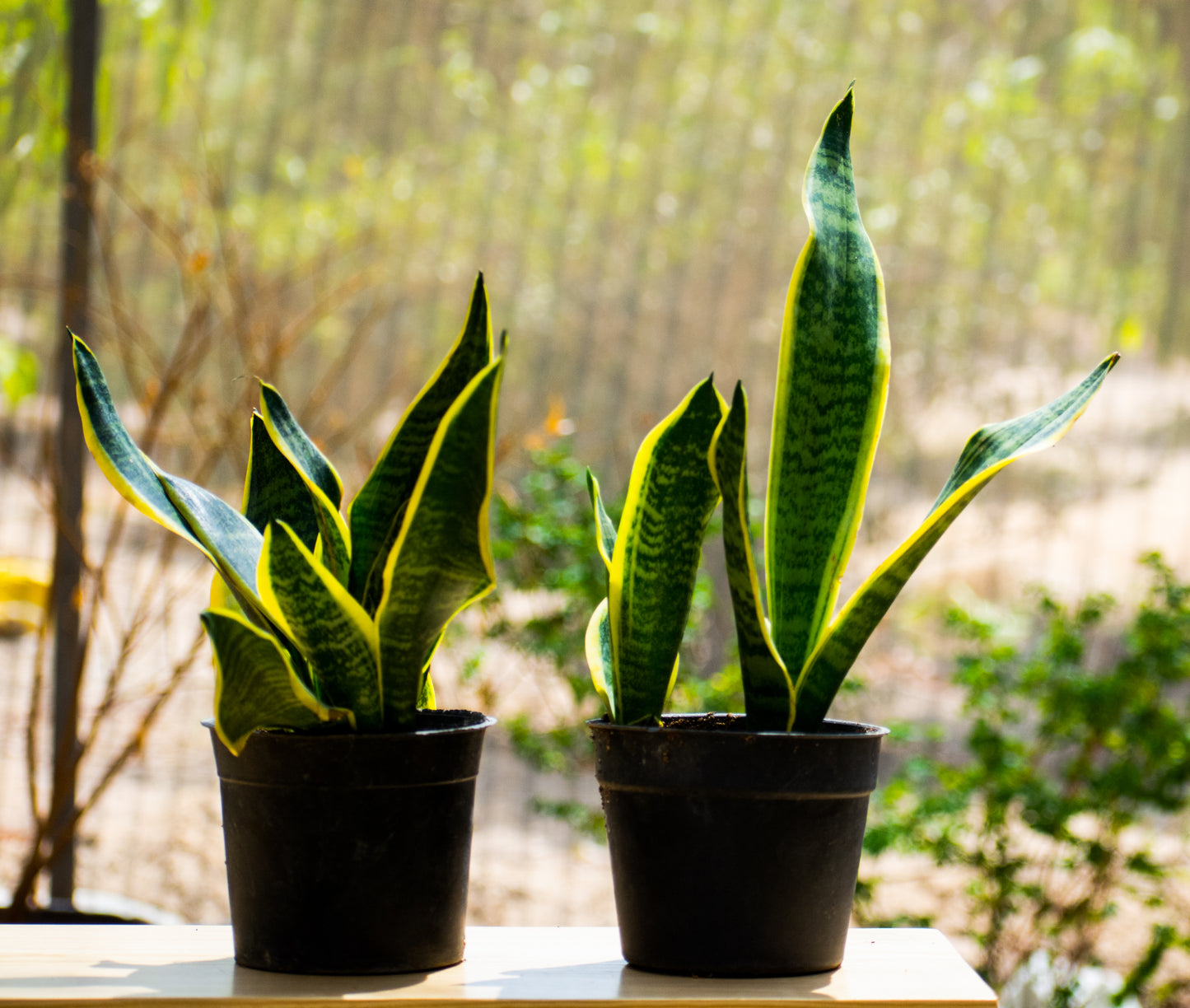Sanseviera or Snake Plant