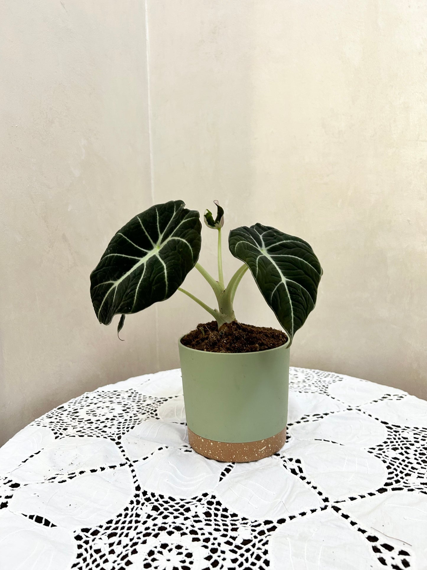 Alocasia Green Velvet