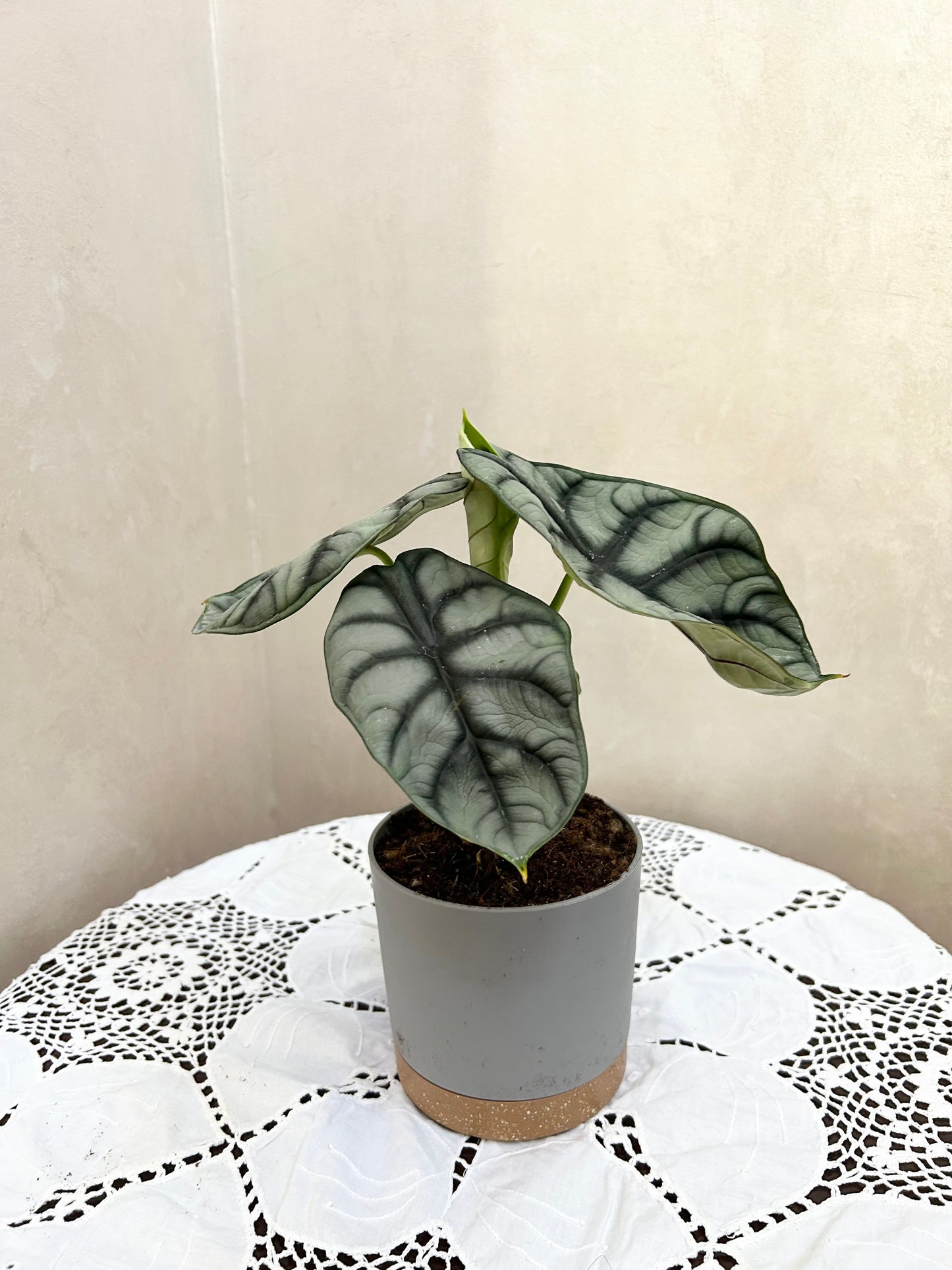 Alocasia Silver dragon