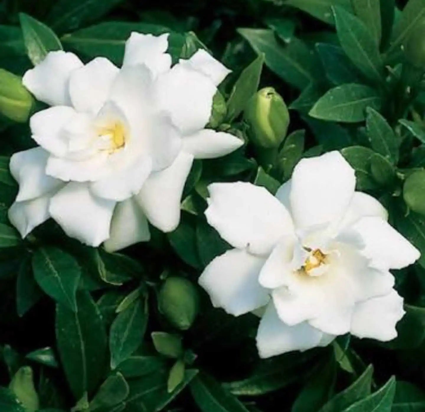 Gardenia Jasminoides