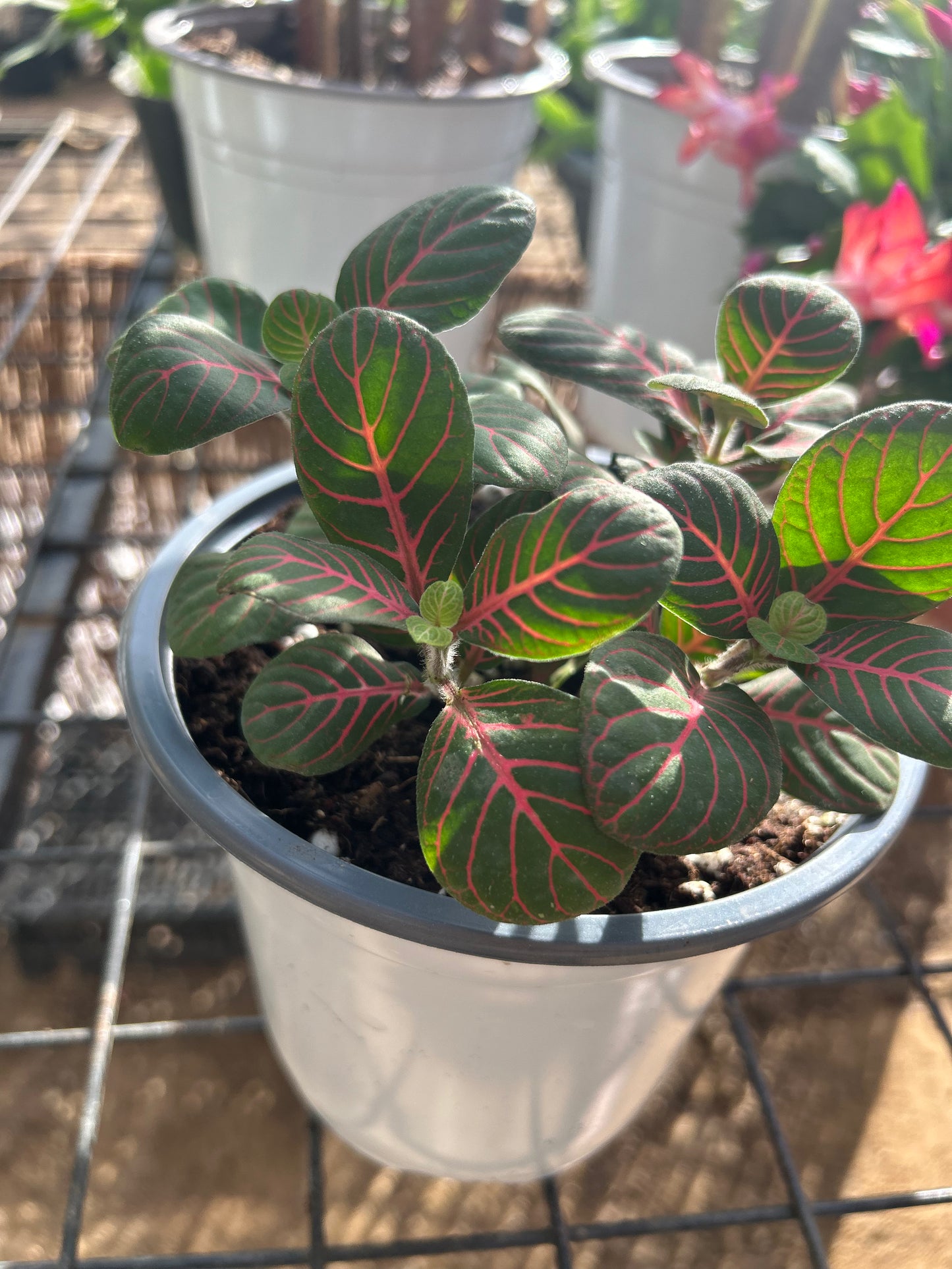 Fittonia plant