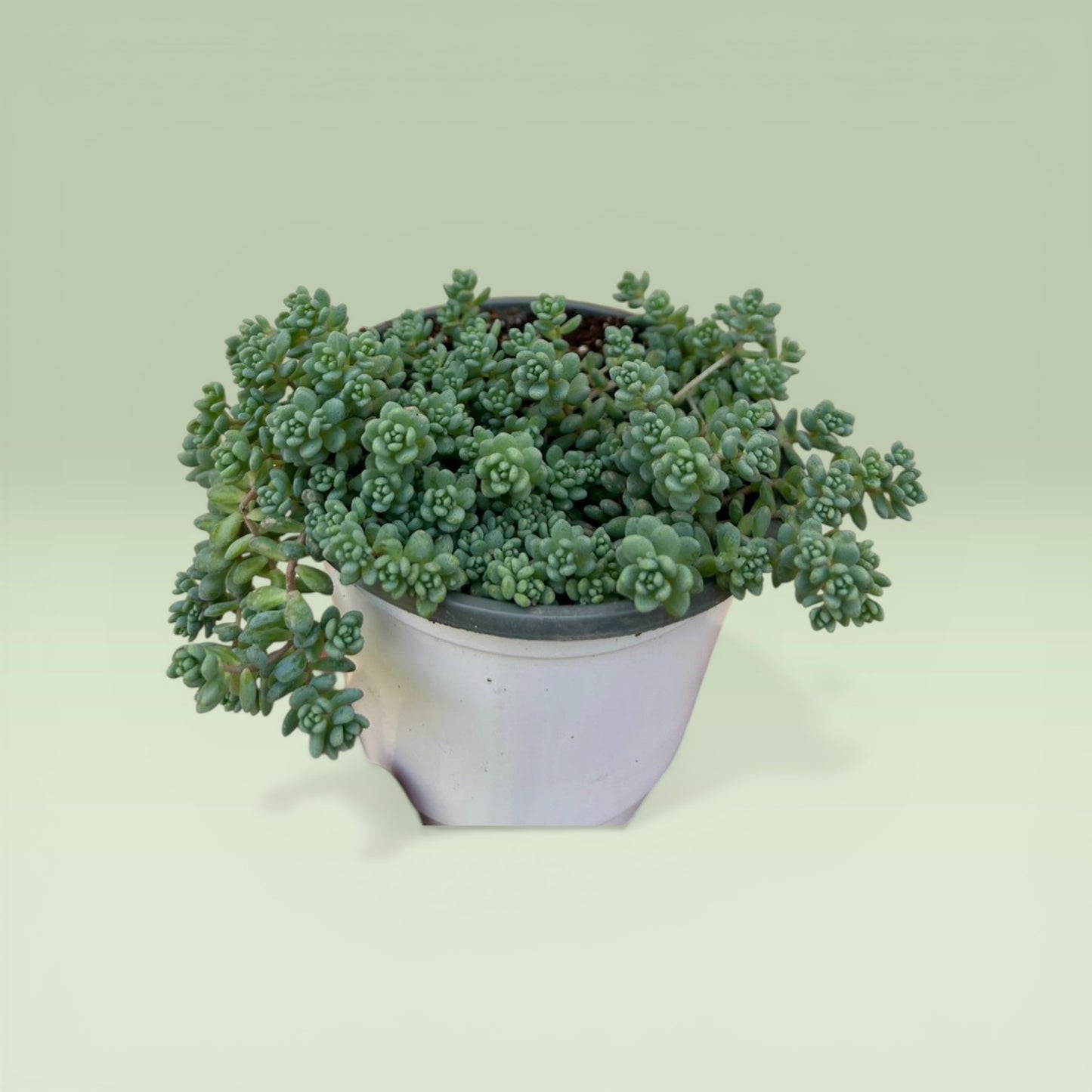 Sedum dasyphyllum