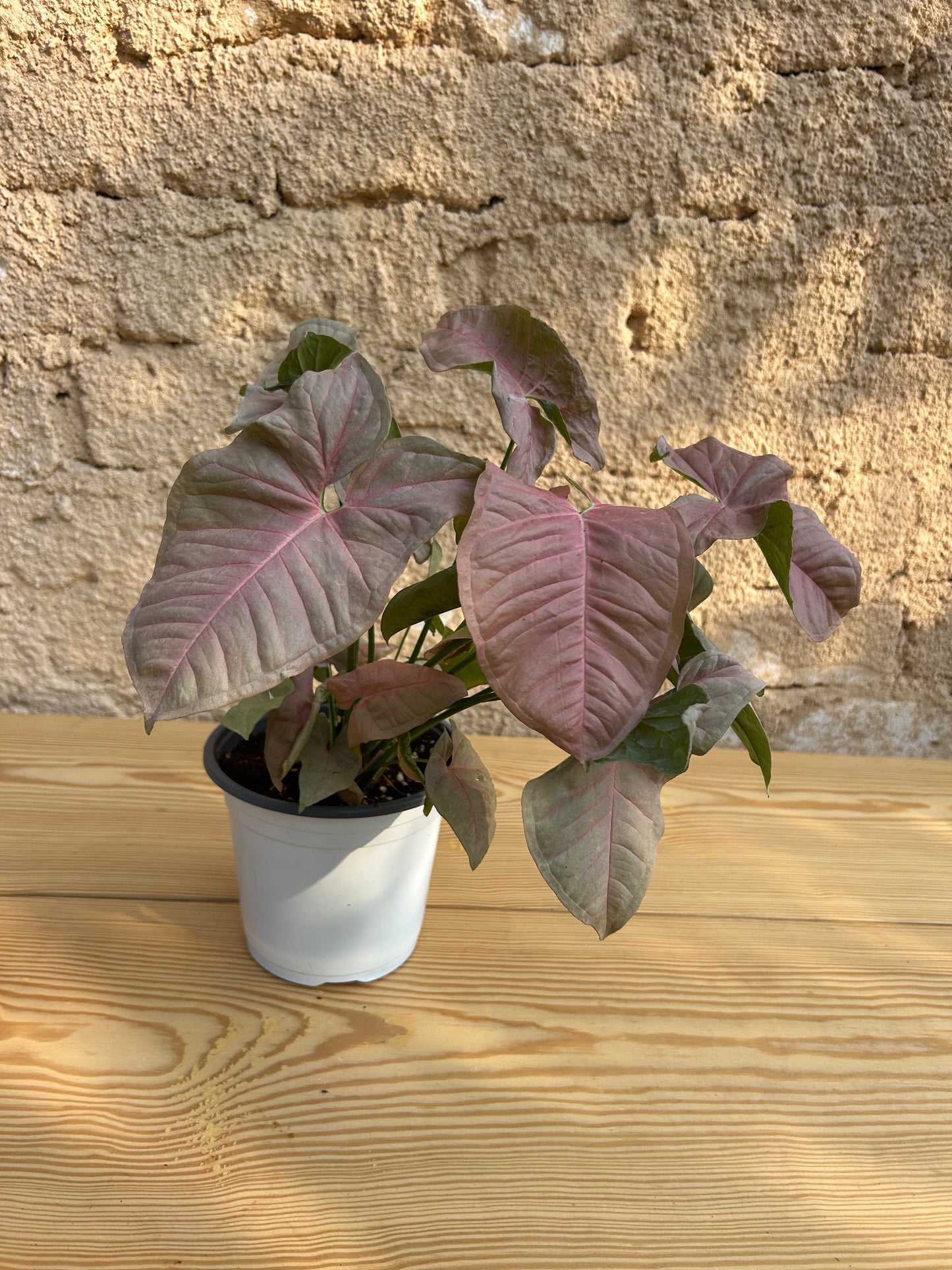 Pink Syngonium