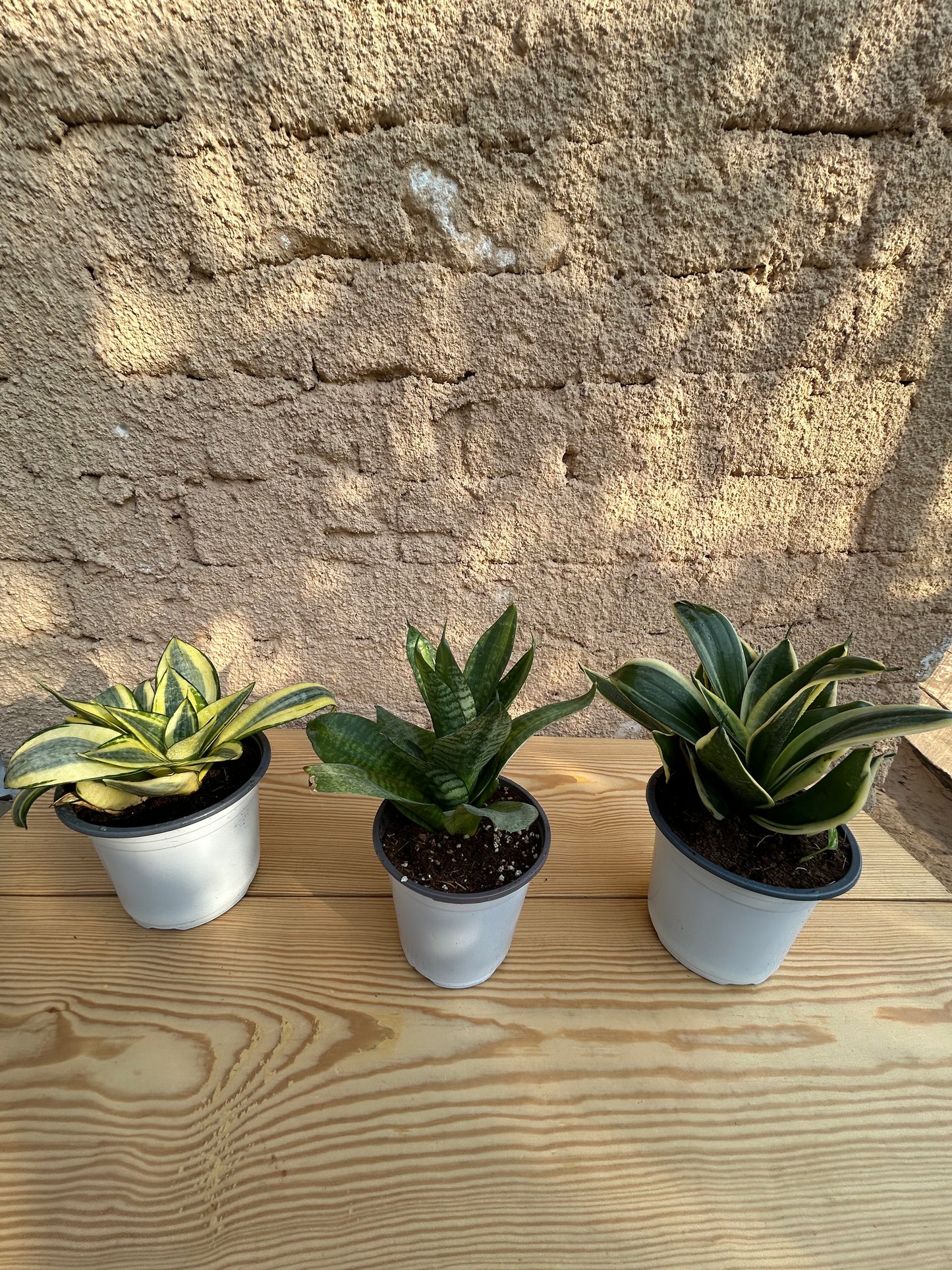 Dwarf Sansevieria Bundle