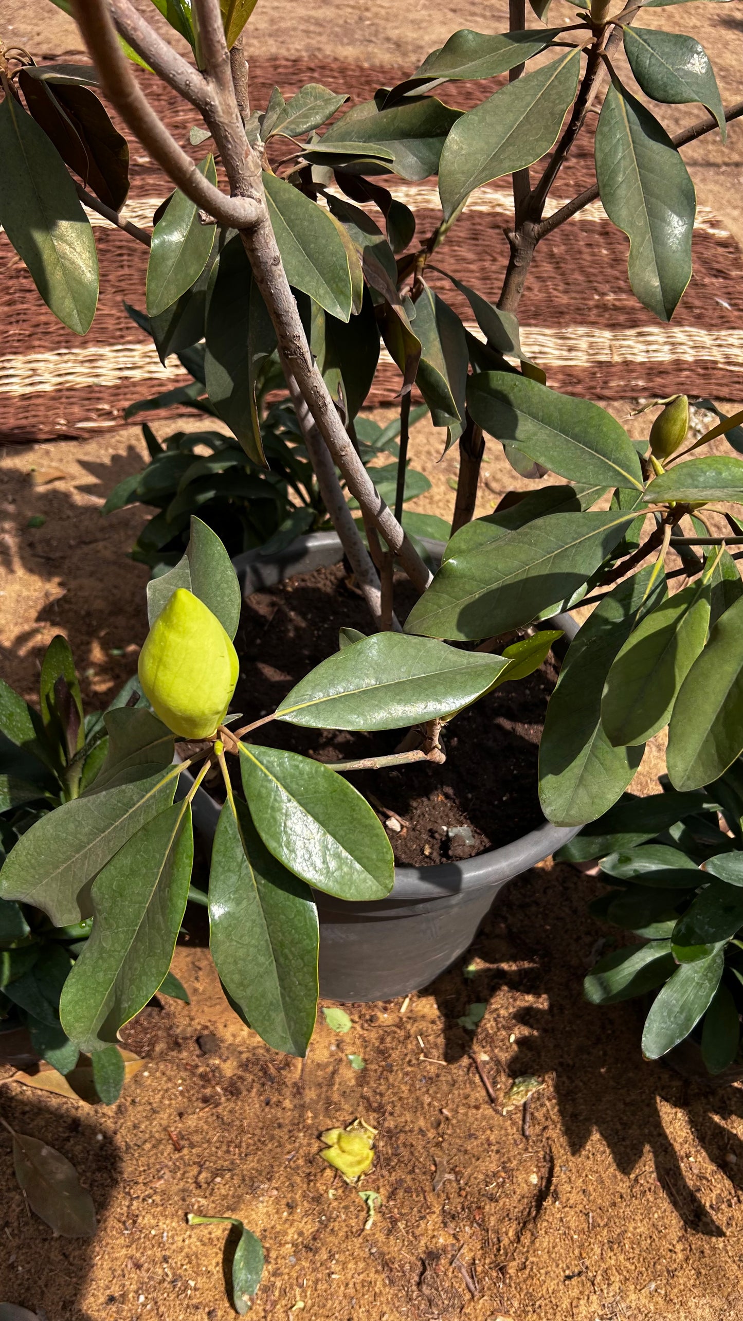 Magnolia Tree
