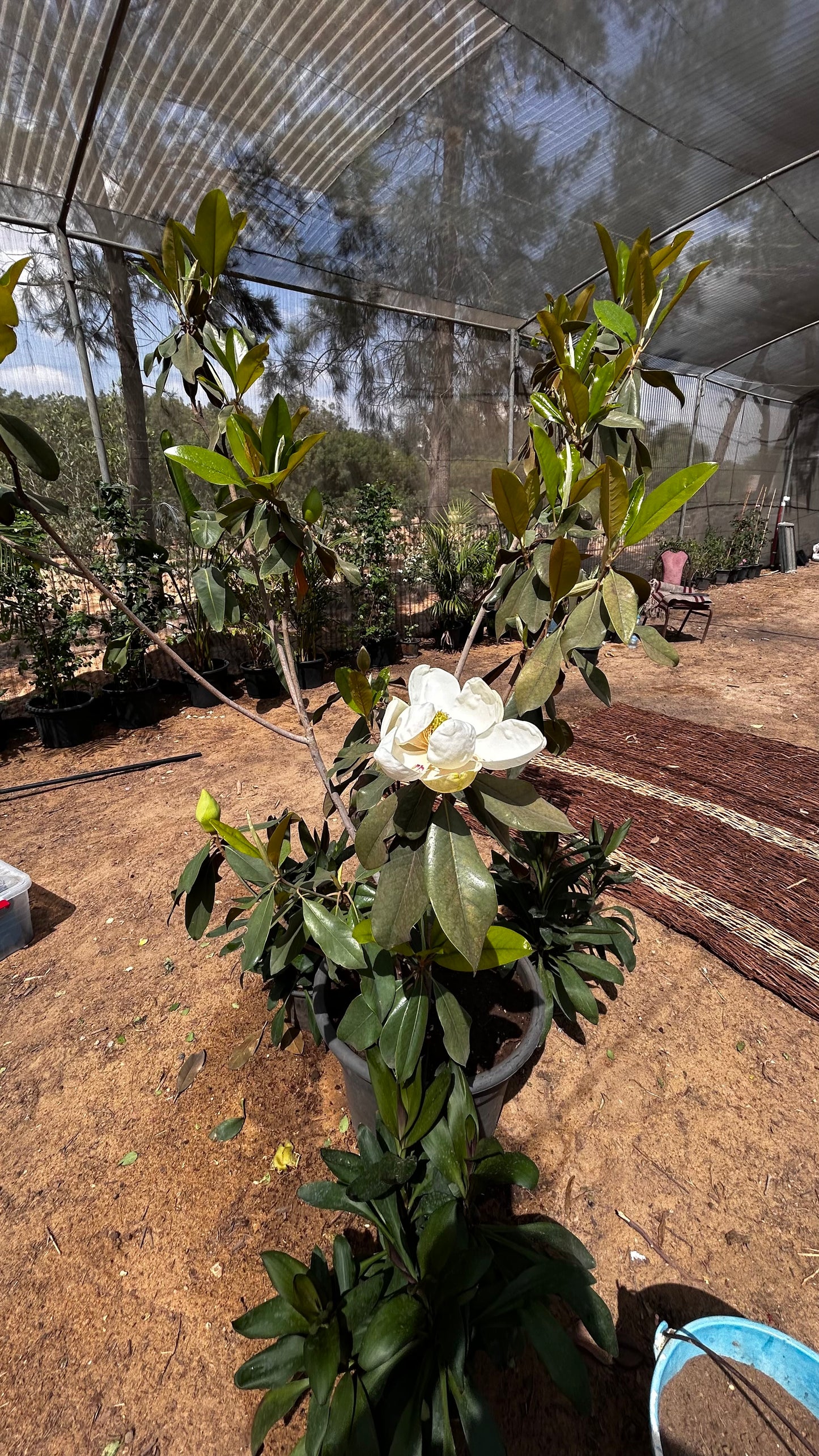 Magnolia Tree
