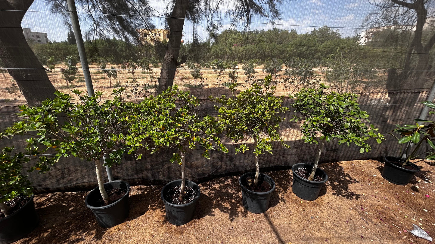 Gardenia Jasminoides