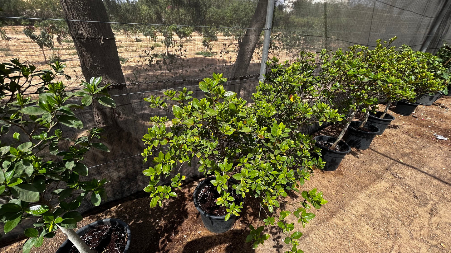 Gardenia Jasminoides