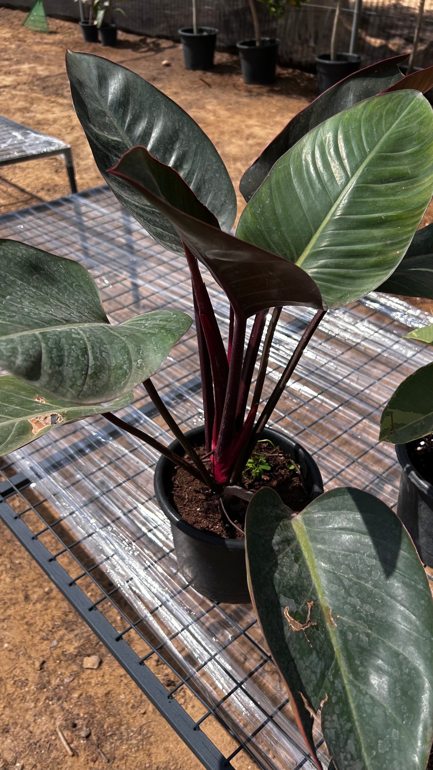 Philodendron Birkin red