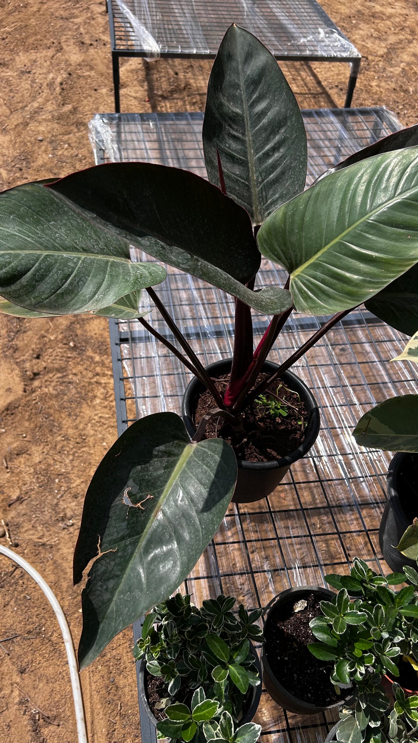 Philodendron Birkin red