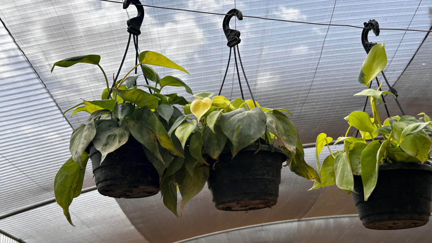 Scindapsus