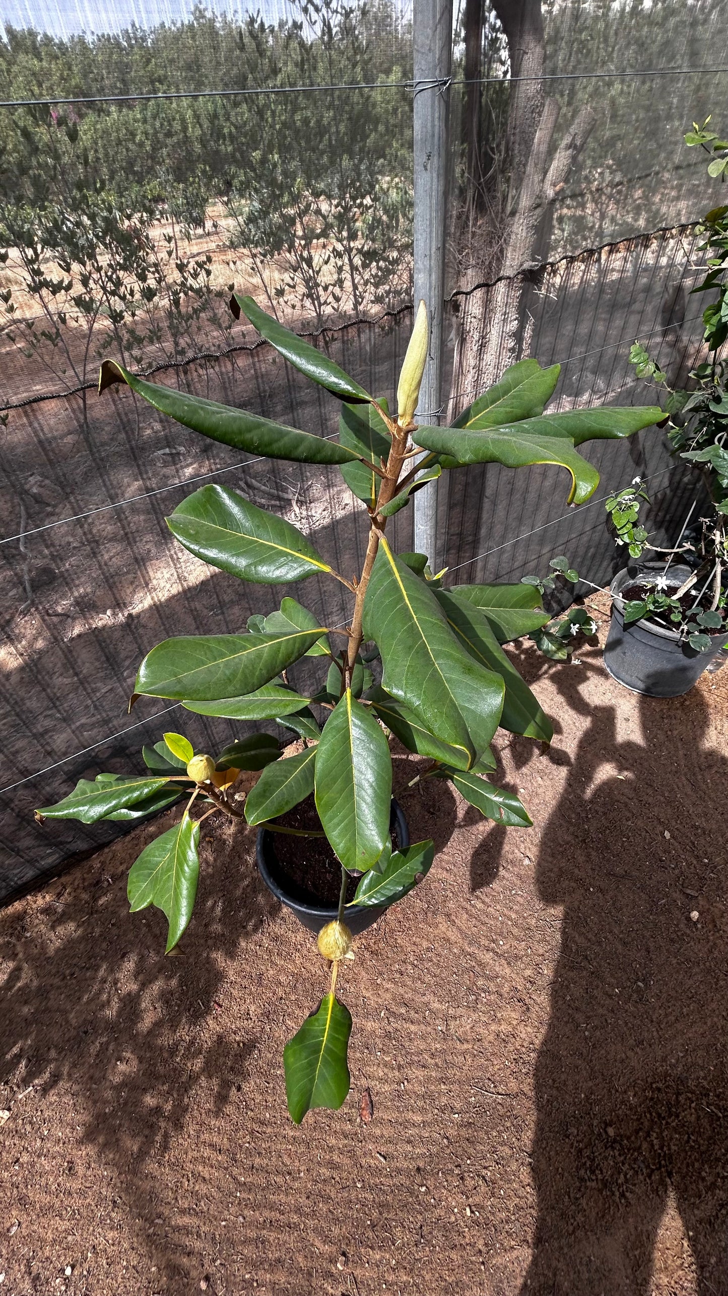 Magnolia Tree