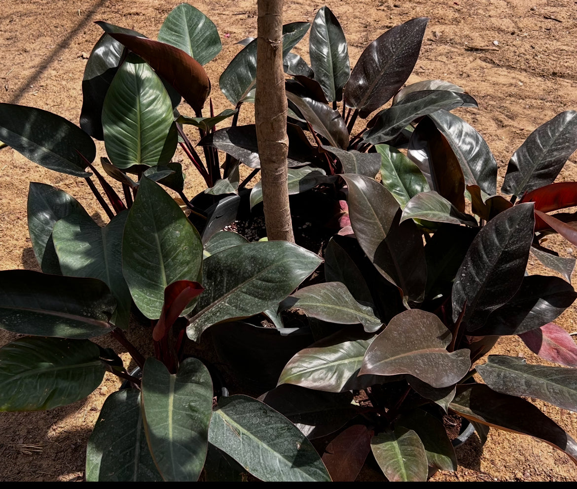 Imperial Red Philodendron