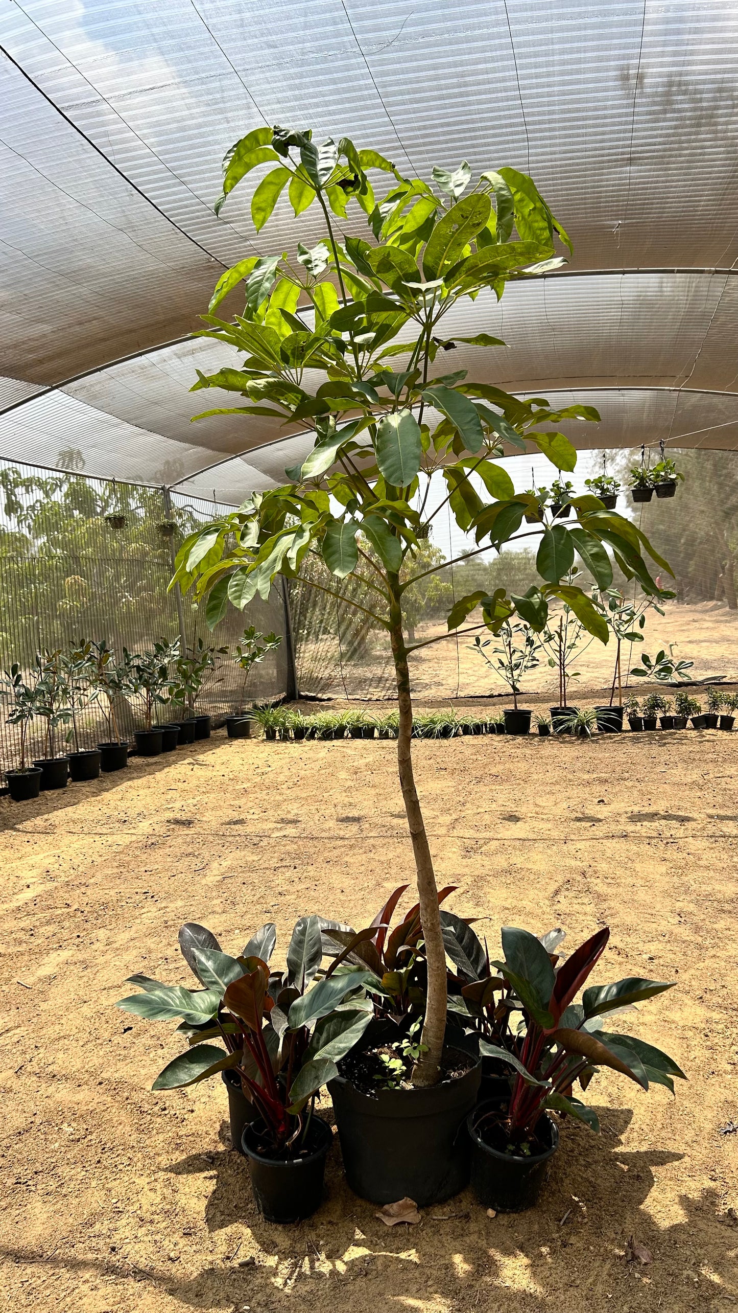 Umbrella tree