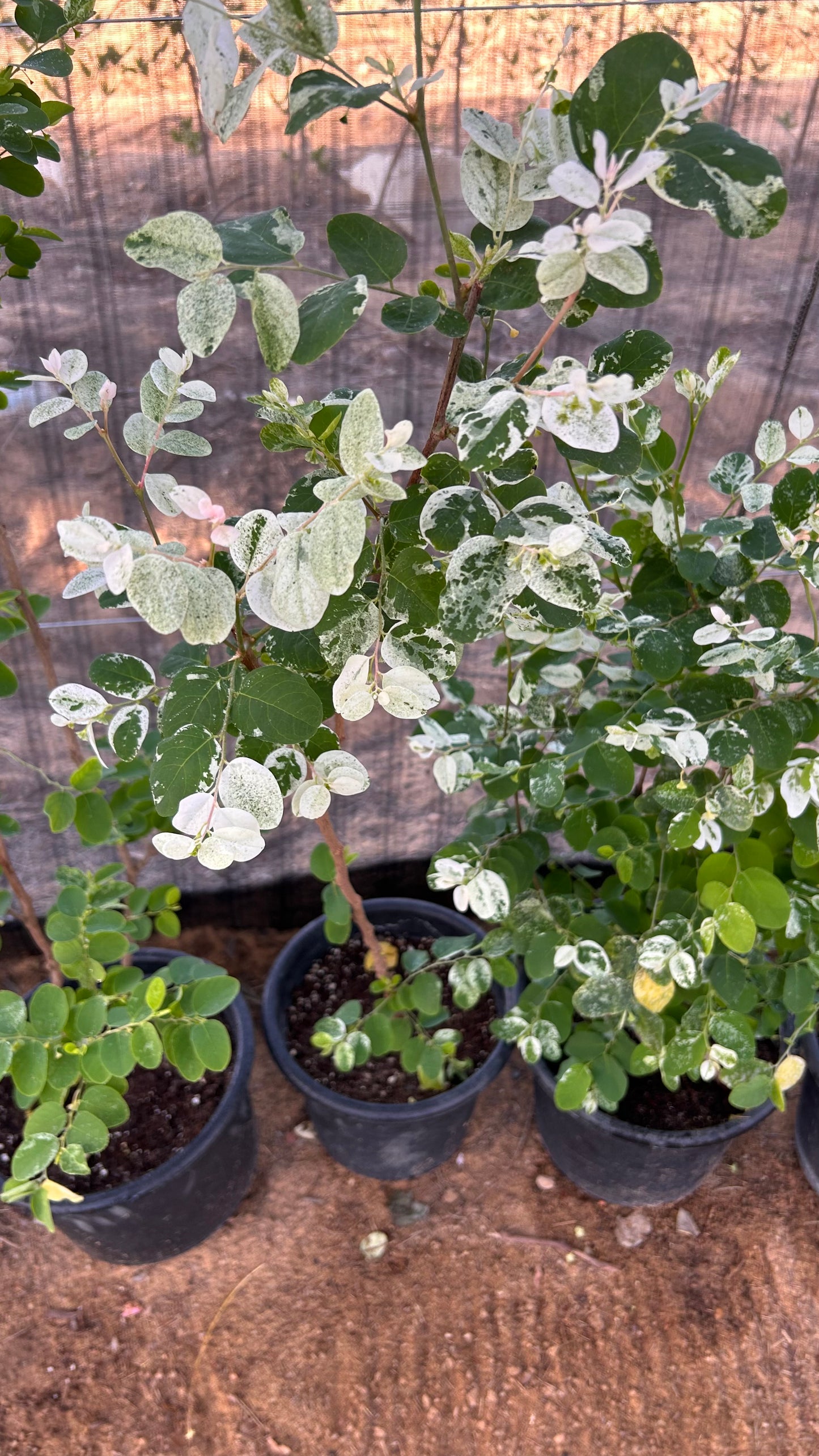 Phyllanthus or Snow Bush