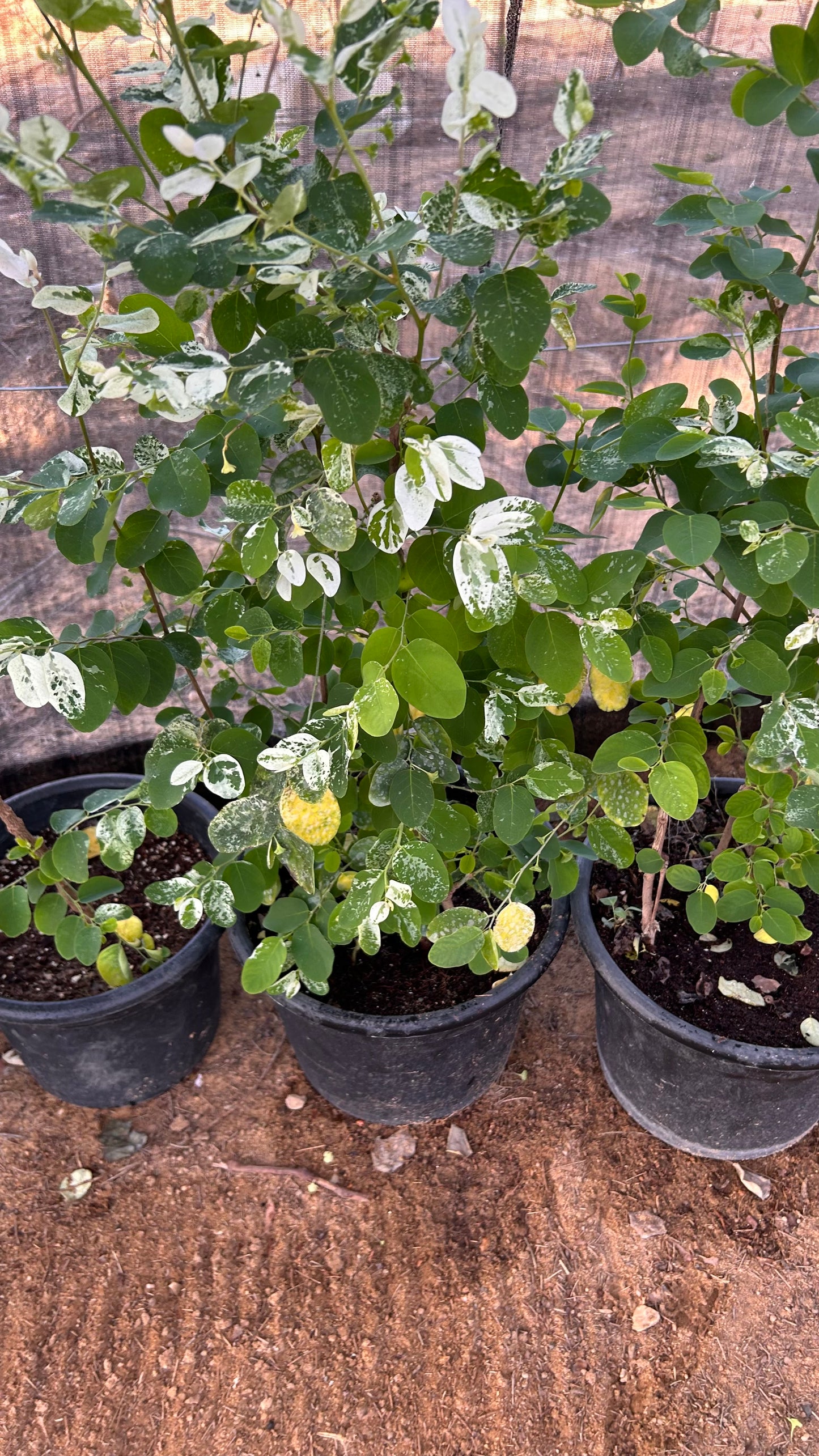 Phyllanthus or Snow Bush