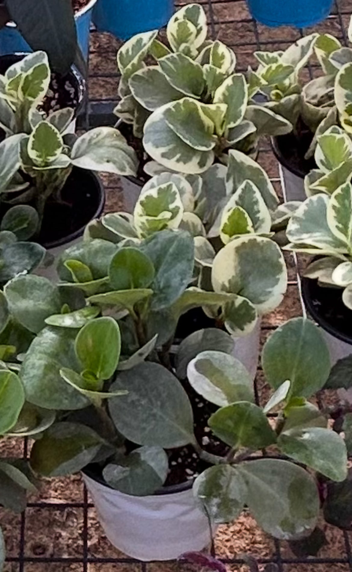Peperomias