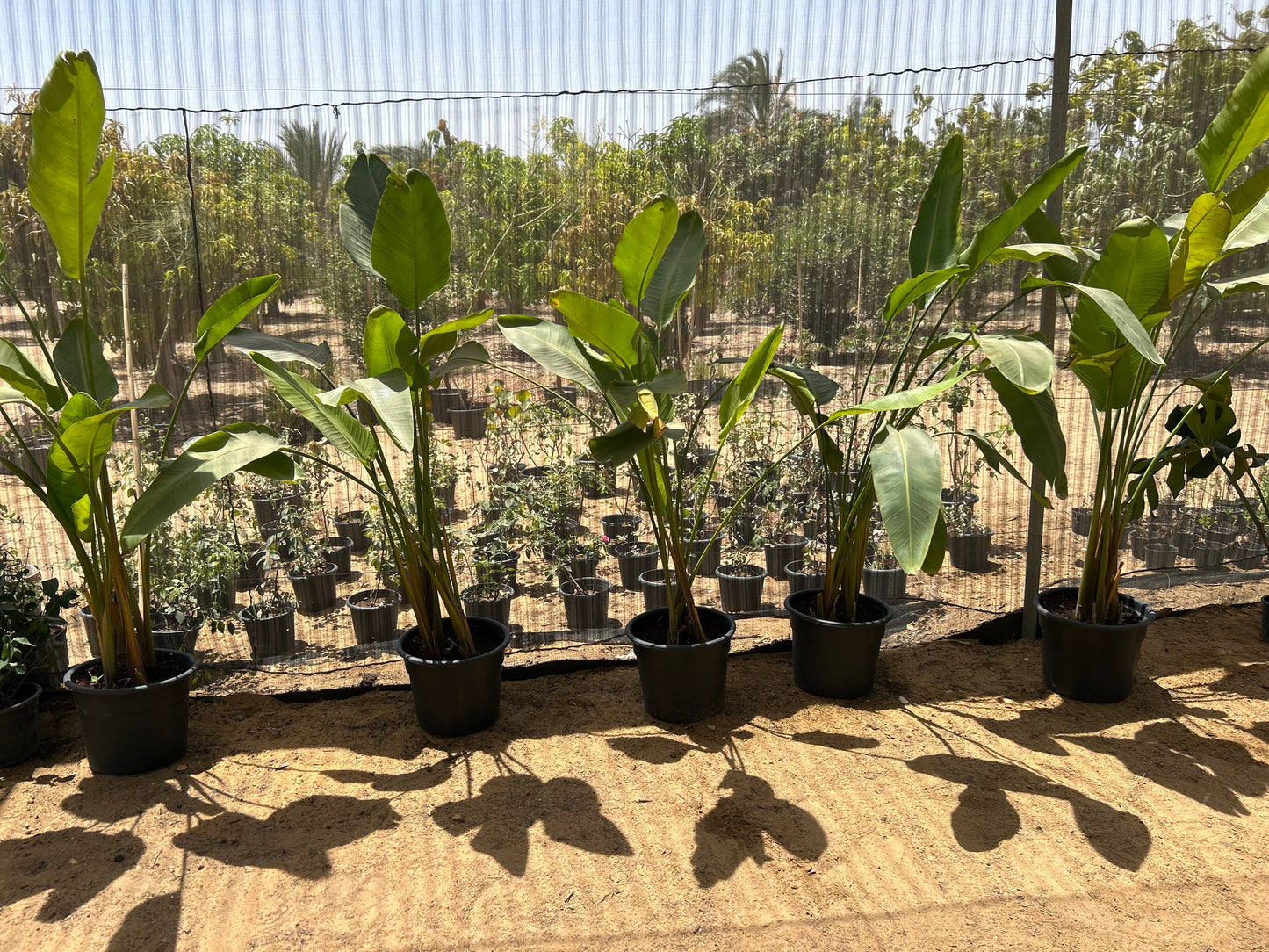 Strelitzia Augusta