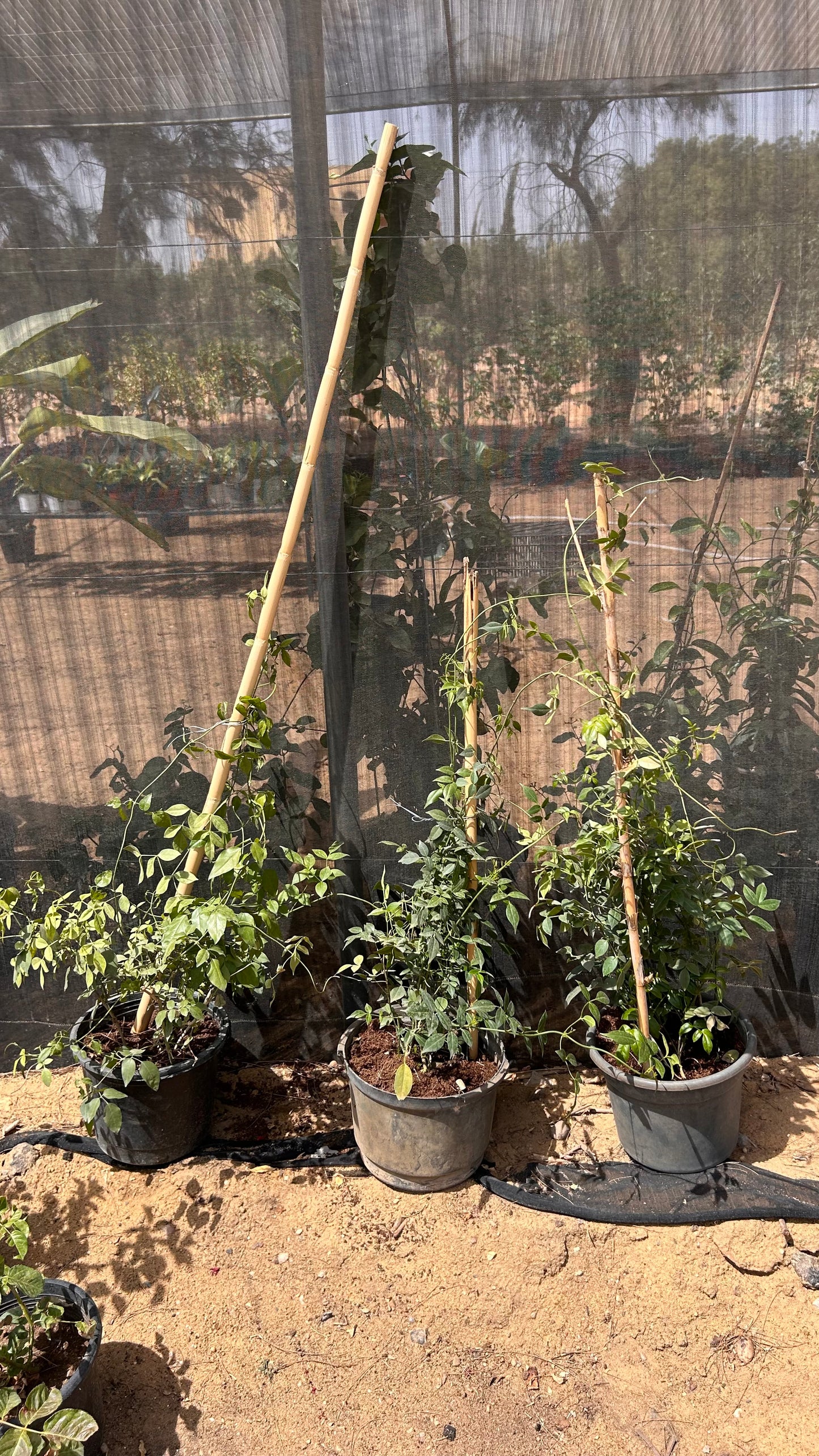 Pandorea Jasminoides