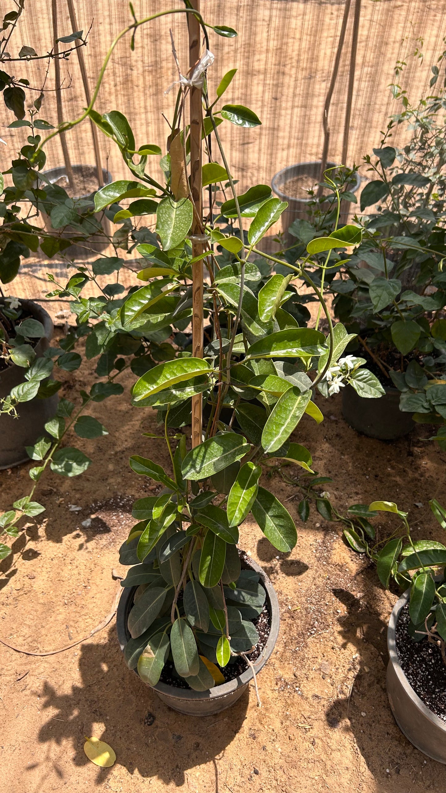 Madagascar Jasmine
