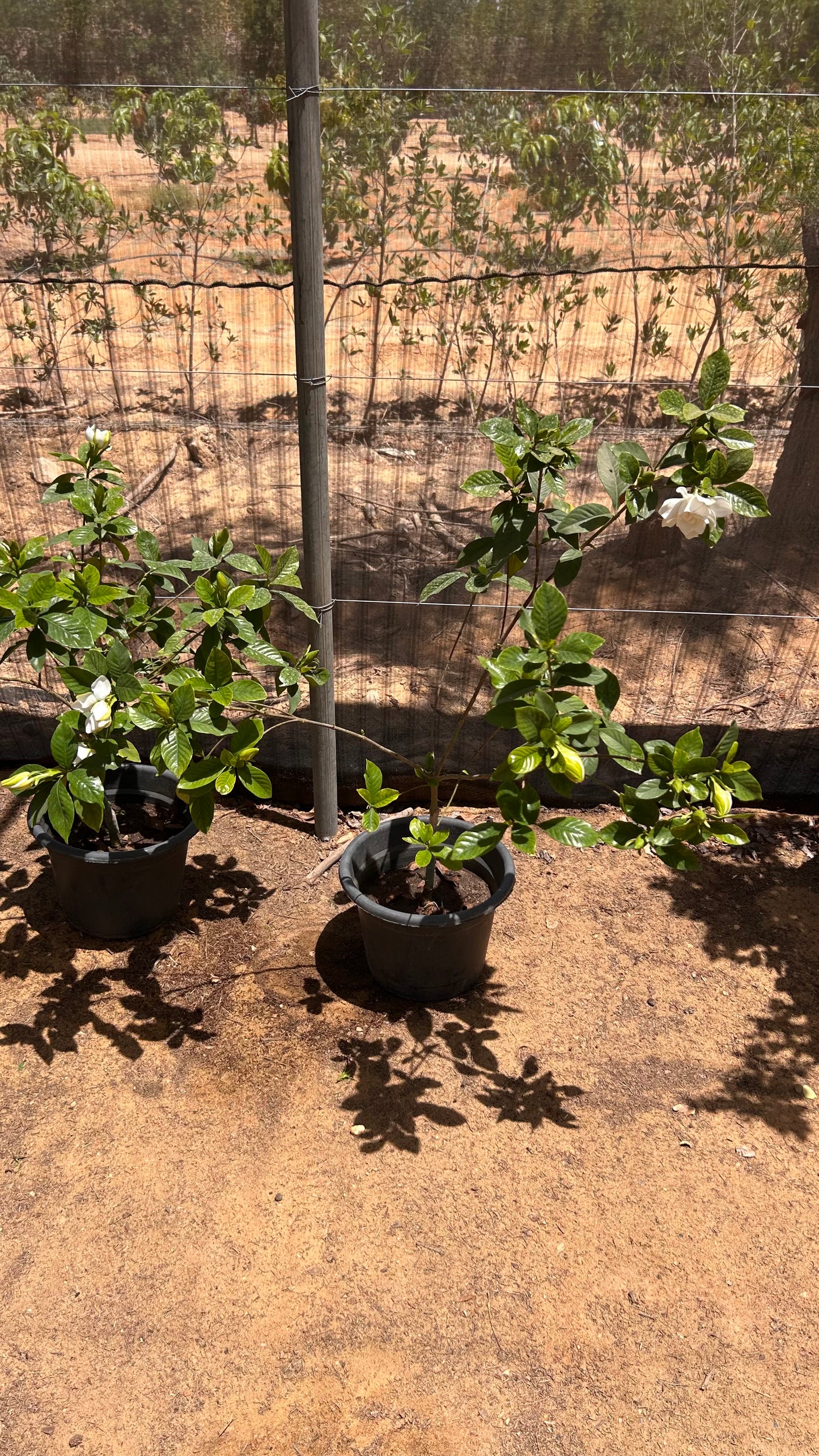 Gardenia Jasminoides